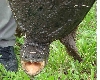 snapper