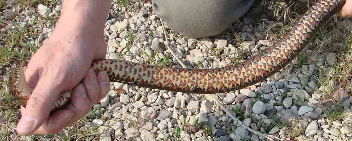 water snake
