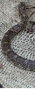water snake 2