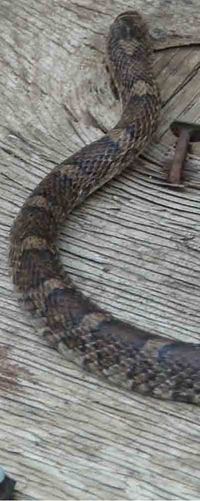 water snake 2