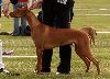 Shalimar Mia Affirmed