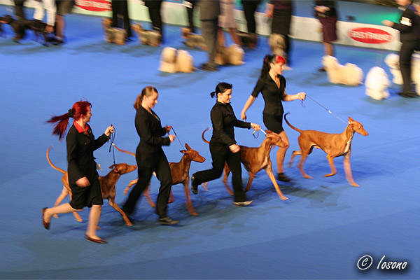 BIS breeder's class Northgate's