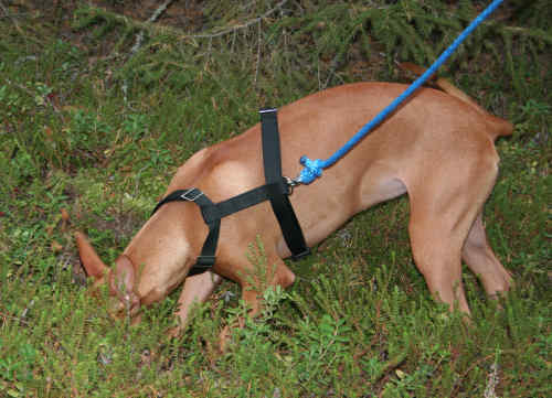 Tyyne tracking 3