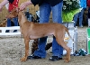 Tyyne BIG-4 in a puppy show