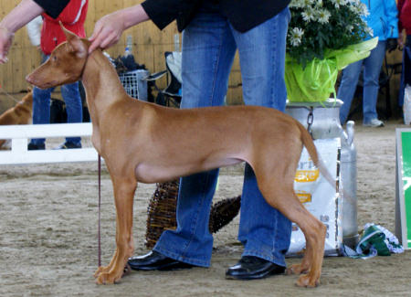 Tyyne BIG-4 in a puppy show