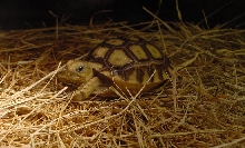 Hatchling Sulcata