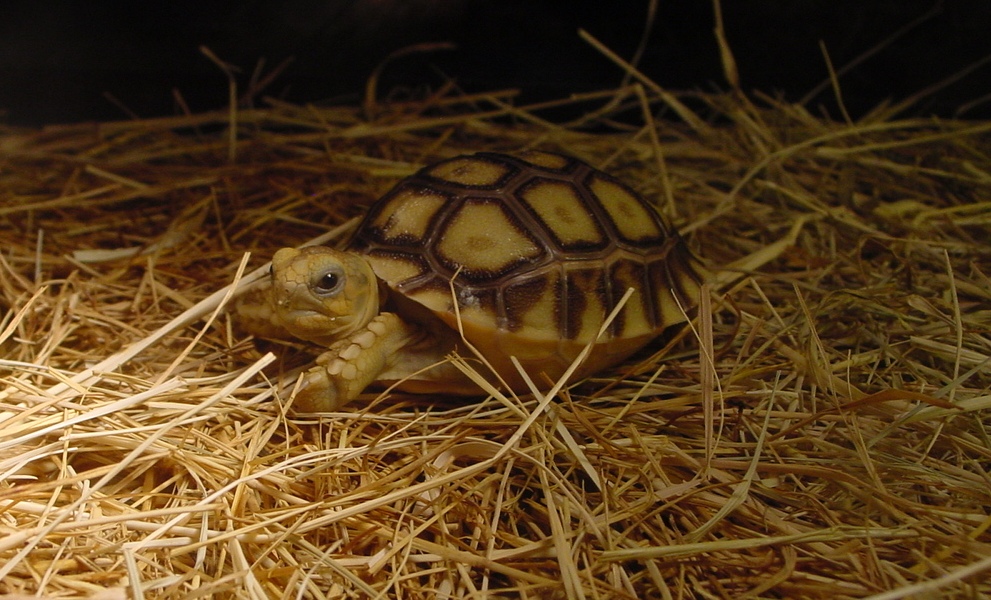 Hatchling Sulcata
