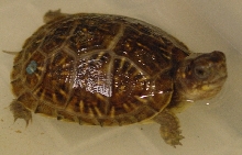 3-toed box turtle