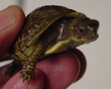 3-toed box turtle