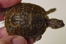 3-toed box turtle