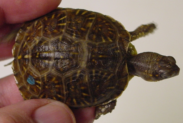 3-toed box turtle