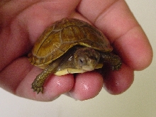 3-toed box turtle