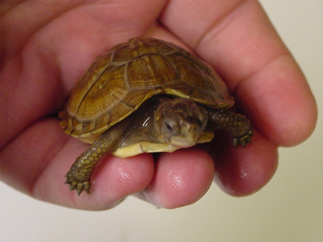 3-toed box turtle