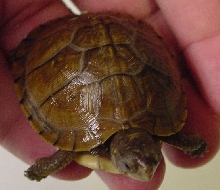 3-toed box turtle