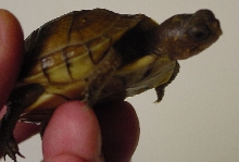 3-toed box turtle