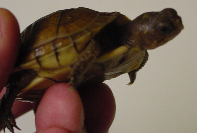3-toed box turtle
