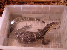 Herbie the Water Monitor