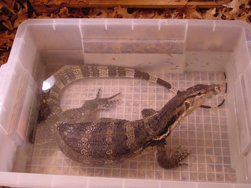 Herbie the Water Monitor