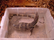 Herbie the Water Monitor