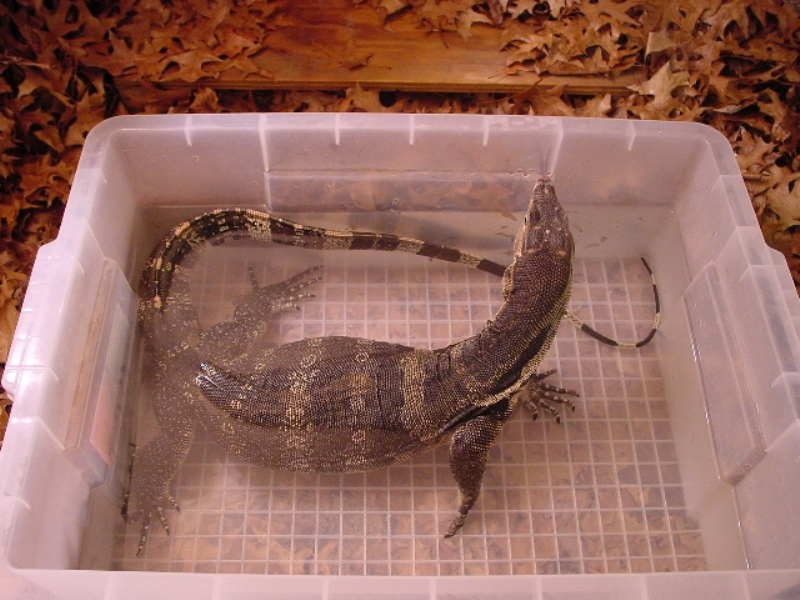 Herbie the Water Monitor