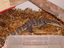 Herbie the Water Monitor