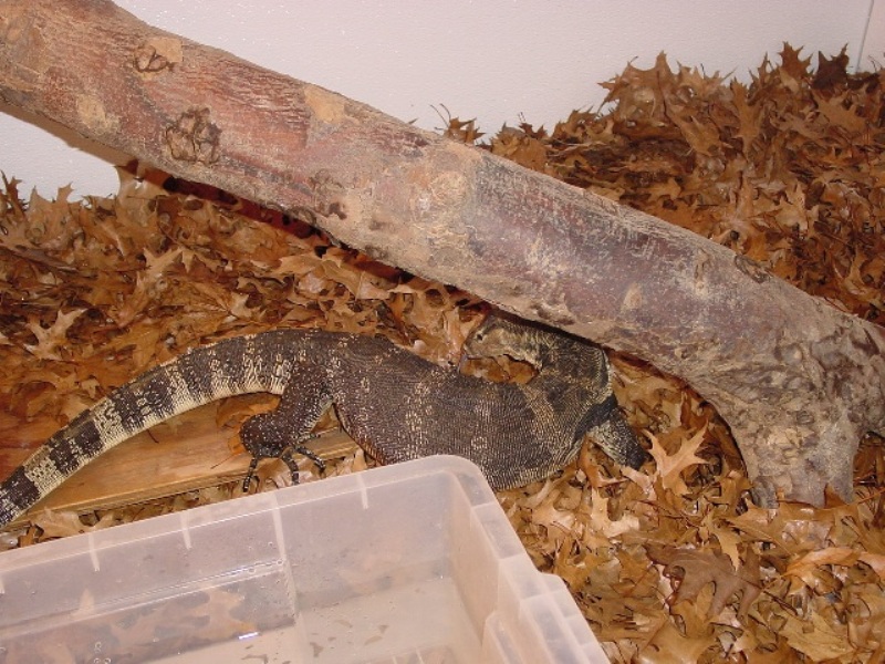 Herbie the Water Monitor