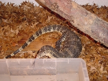 Herbie the Water Monitor