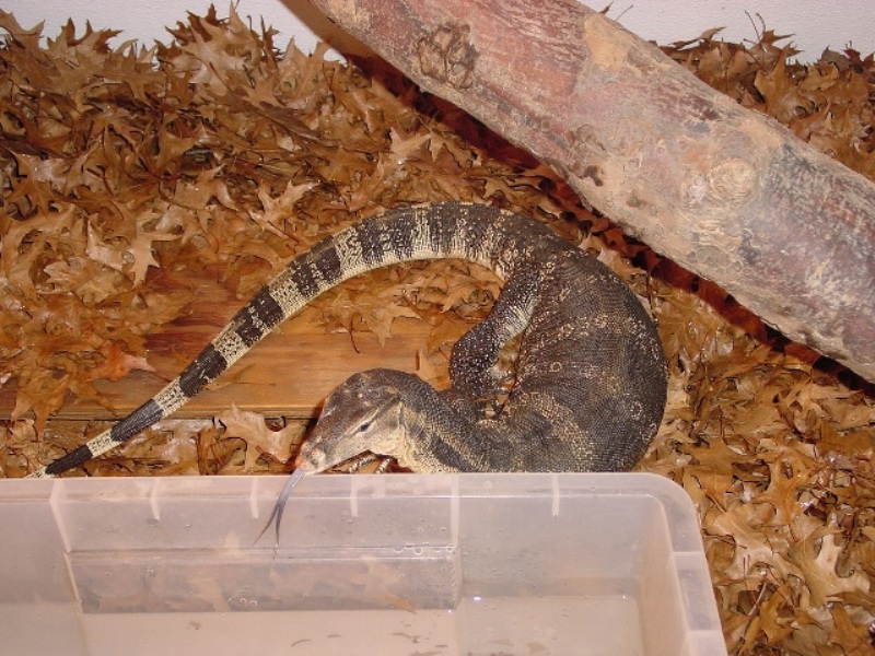 Herbie the Water Monitor