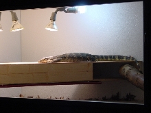 Herbie the Water Monitor