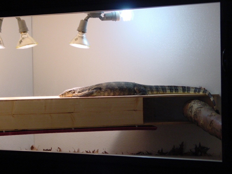Herbie the Water Monitor