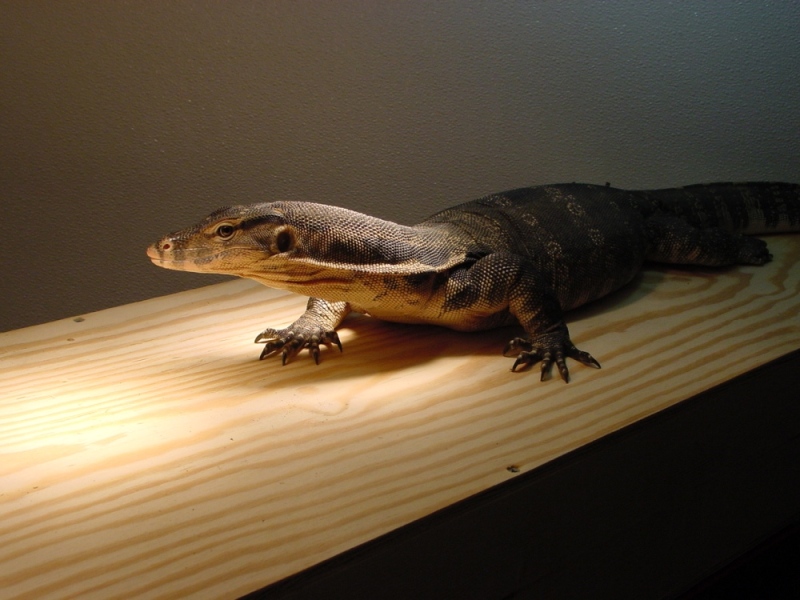 Herbie the Water Monitor