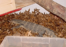 Herbie the Water Monitor