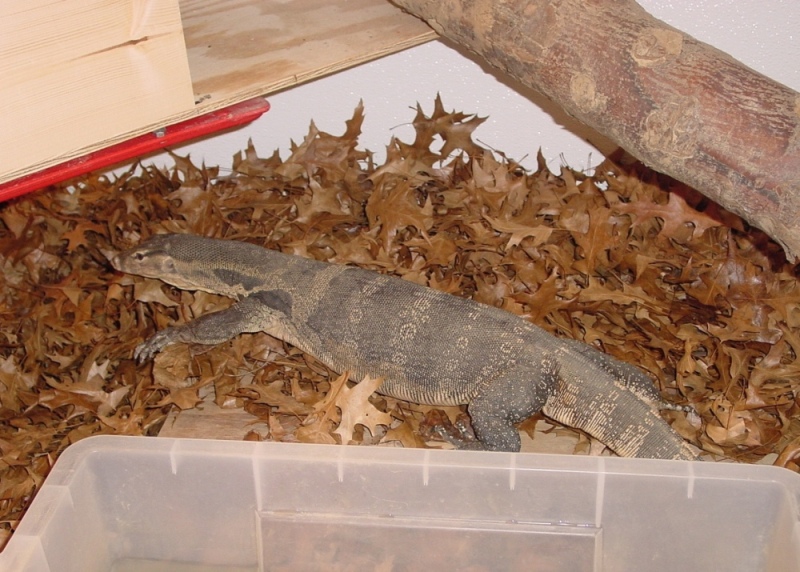 Herbie the Water Monitor