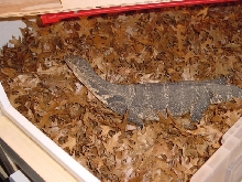 Herbie the Water Monitor