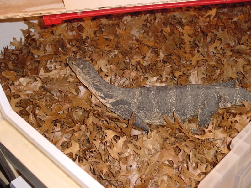 Herbie the Water Monitor