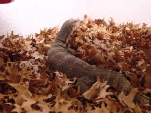 Herbie the Water Monitor