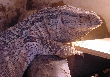 Hutch