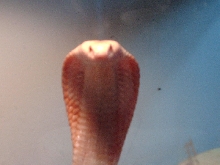 Albino Monocled