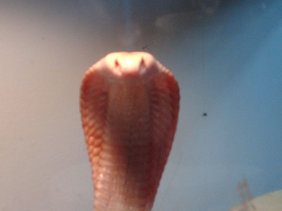 Albino Monocled