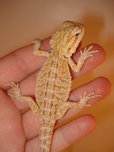 Belle/Diego baby for sale