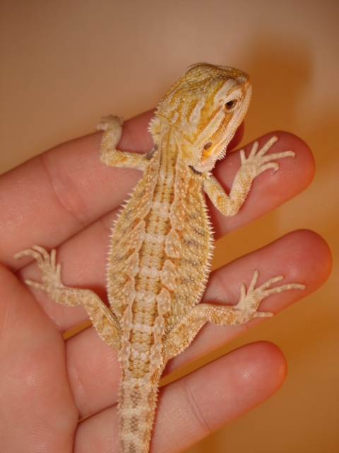 Belle/Diego baby for sale