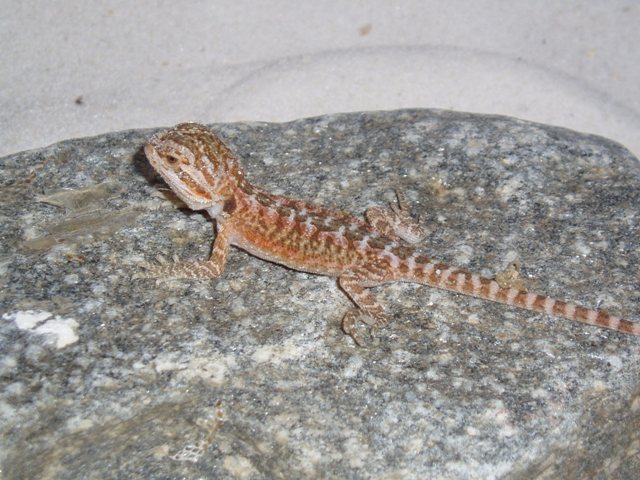 First baby of 2007!
