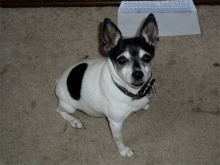 My Sweet Missy