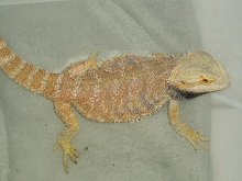 Oz