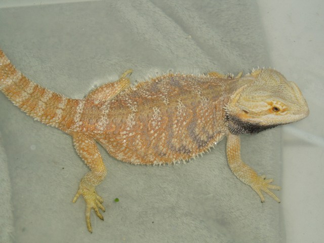 Oz