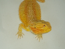 Diego