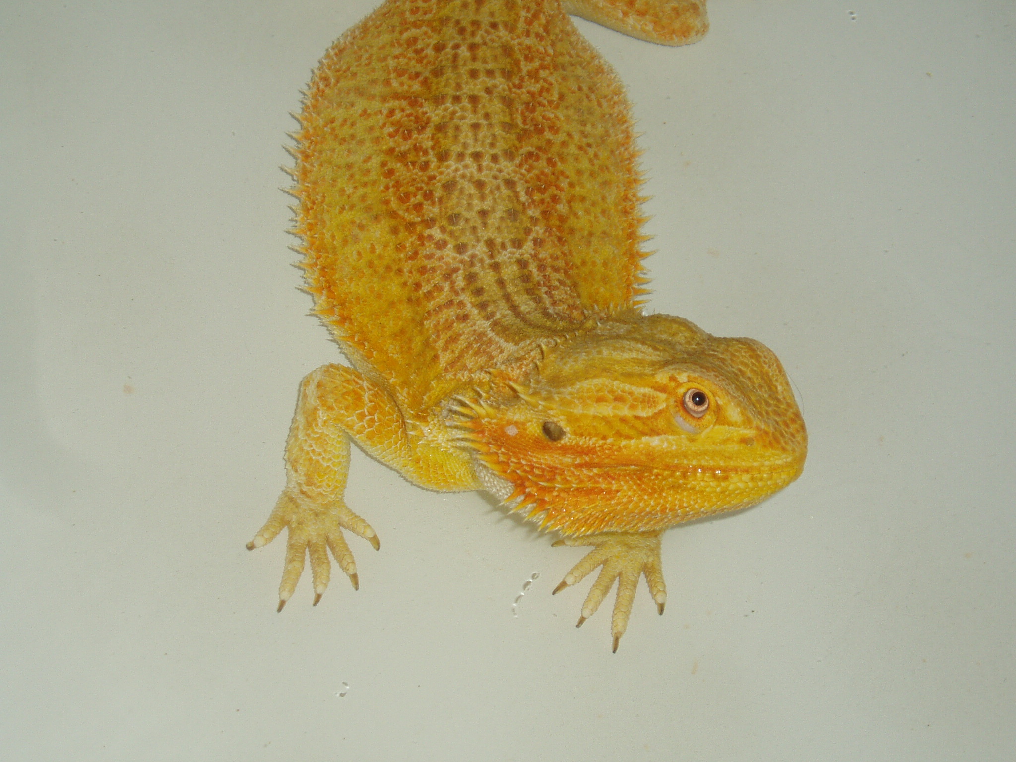 Diego
