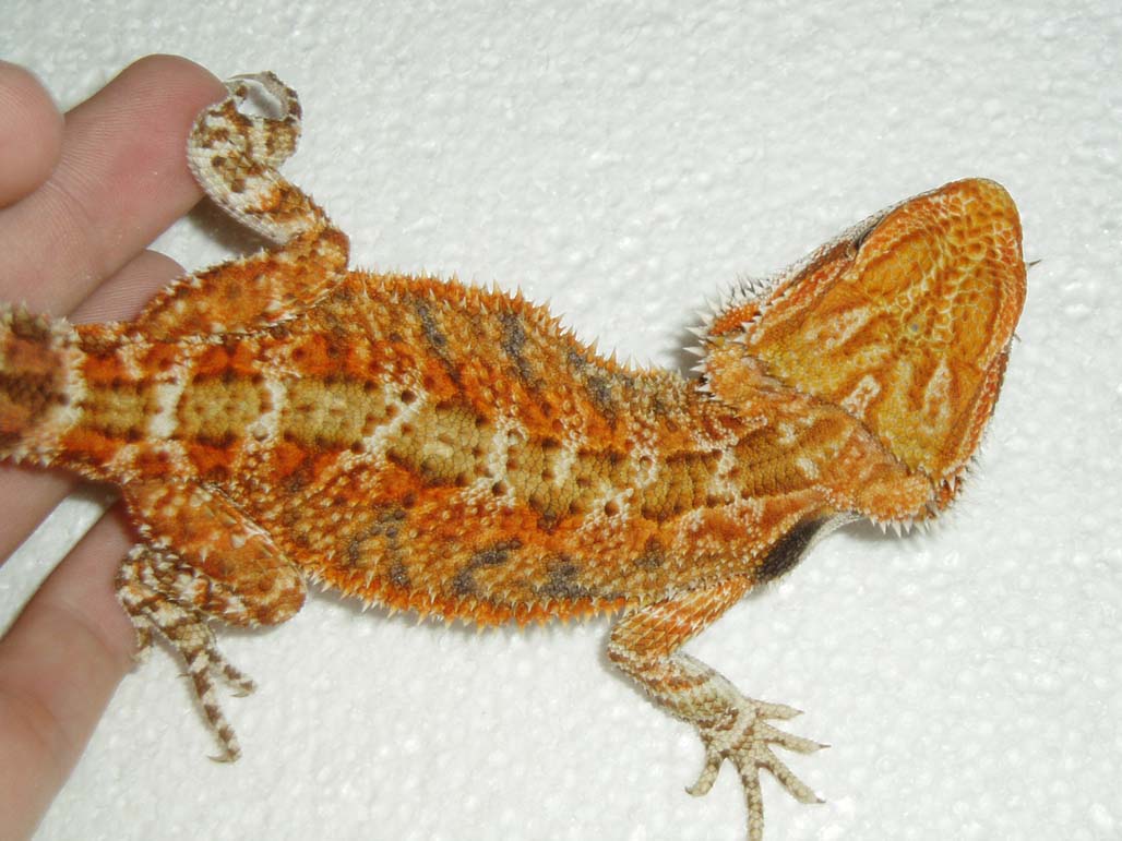Stellar Red Male