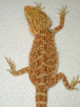 Holdback Female 09