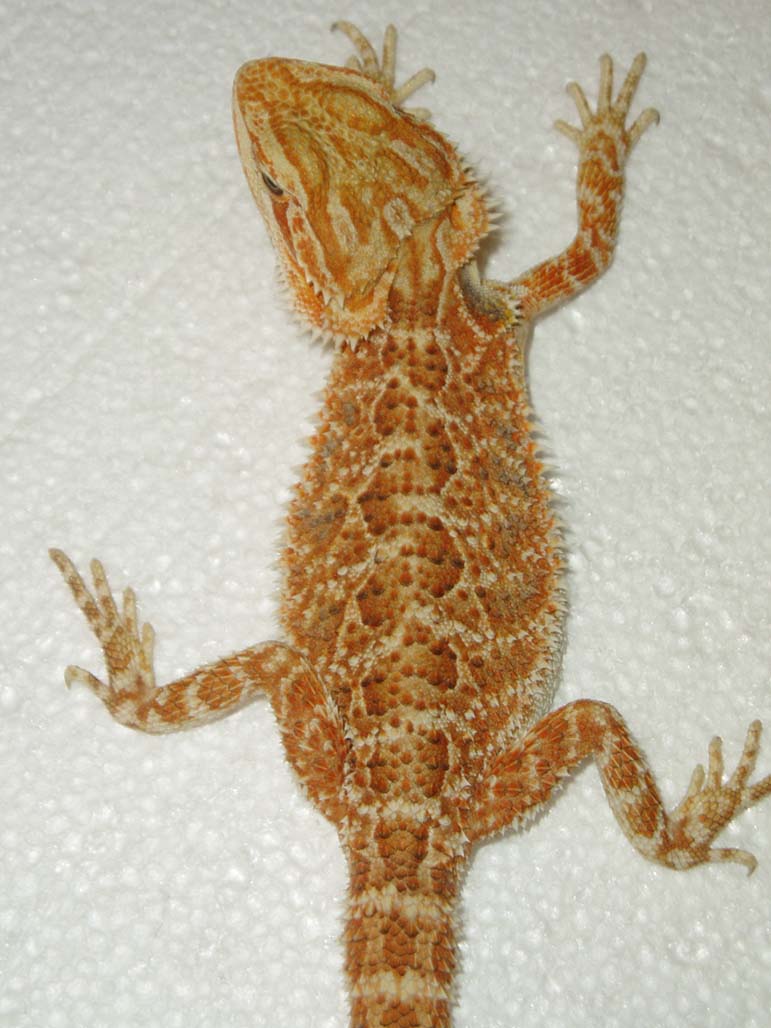 Holdback Female 09